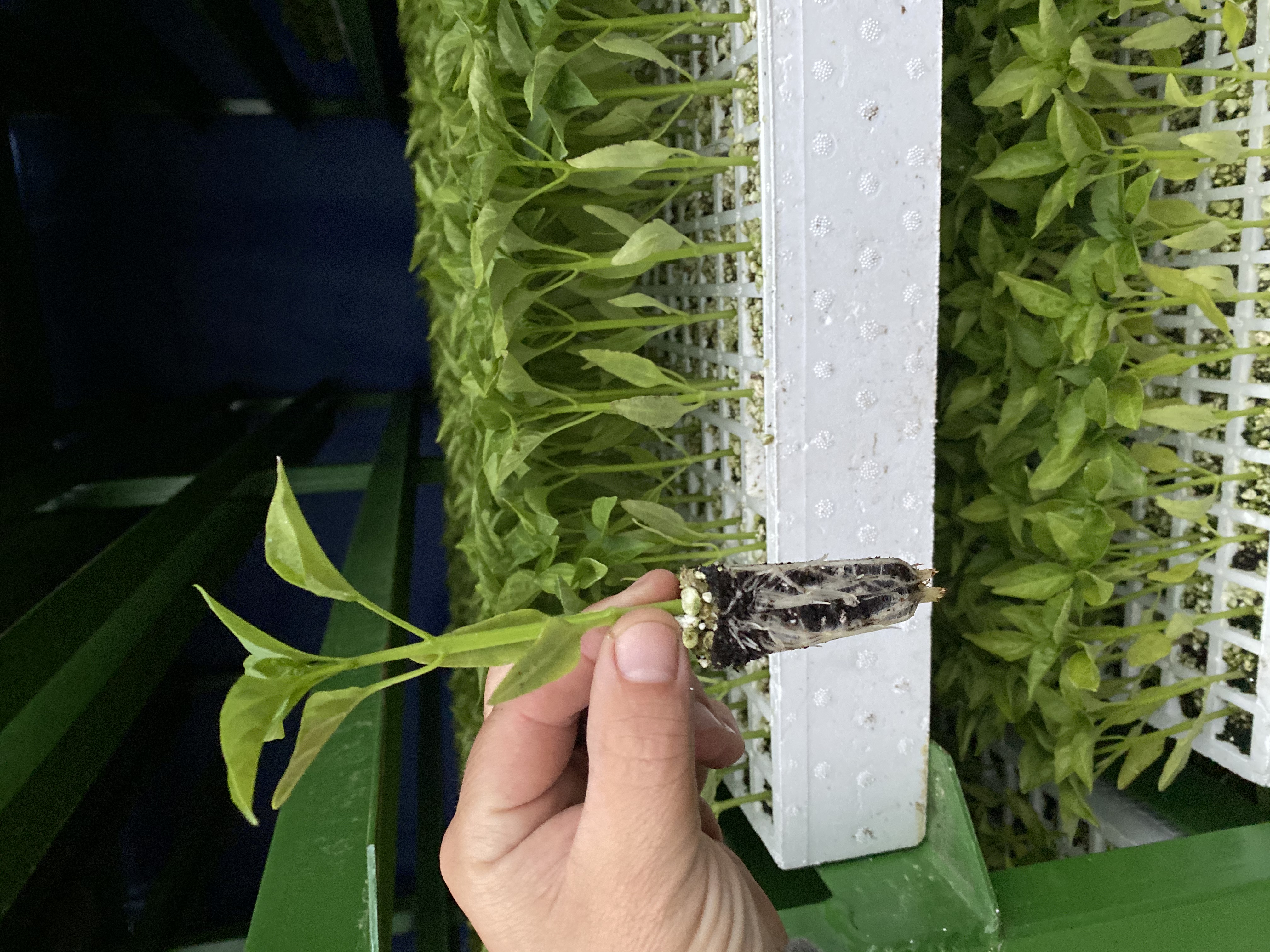 Photo of our plants and operations