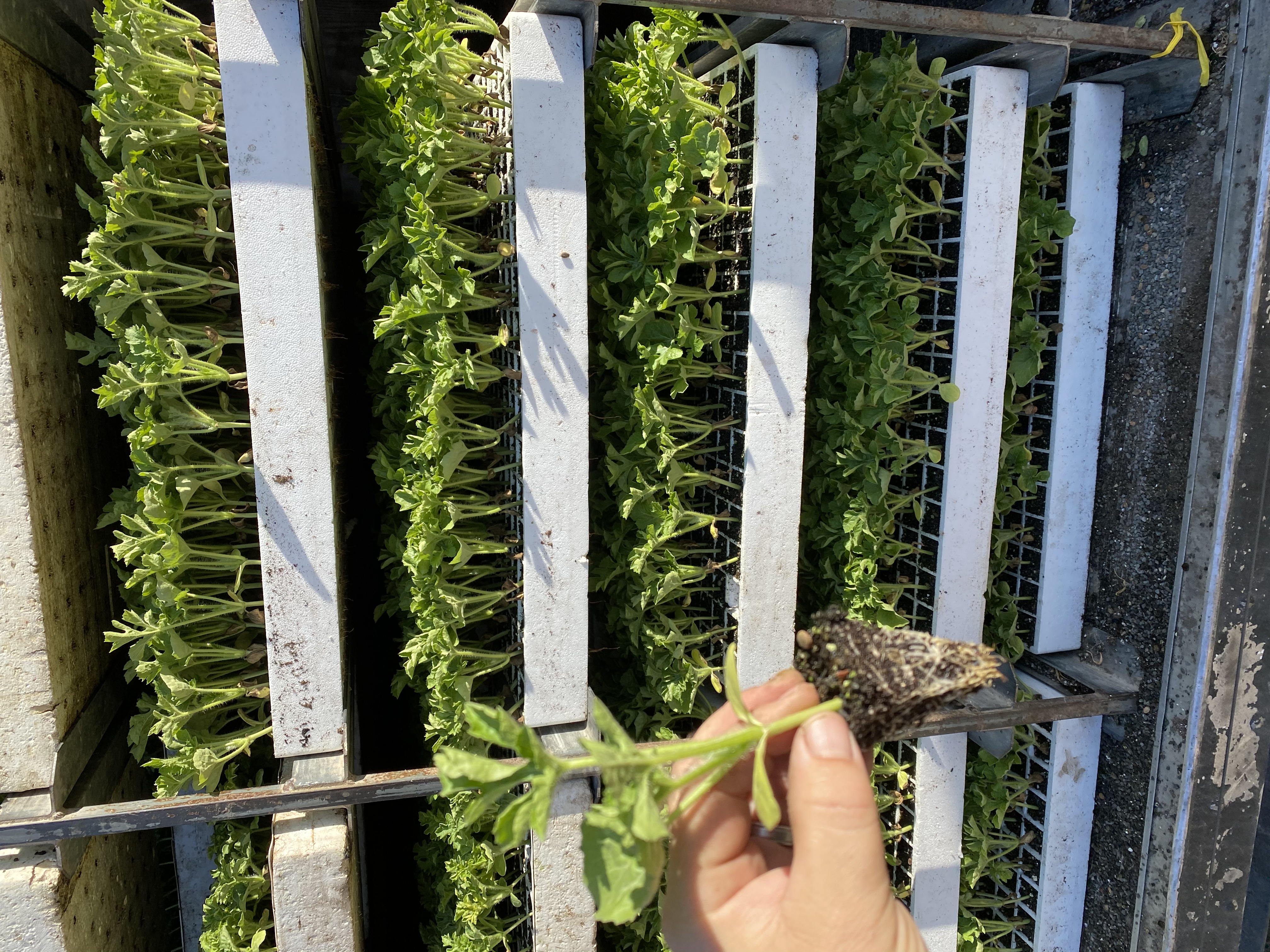 Photo of our plants and operations