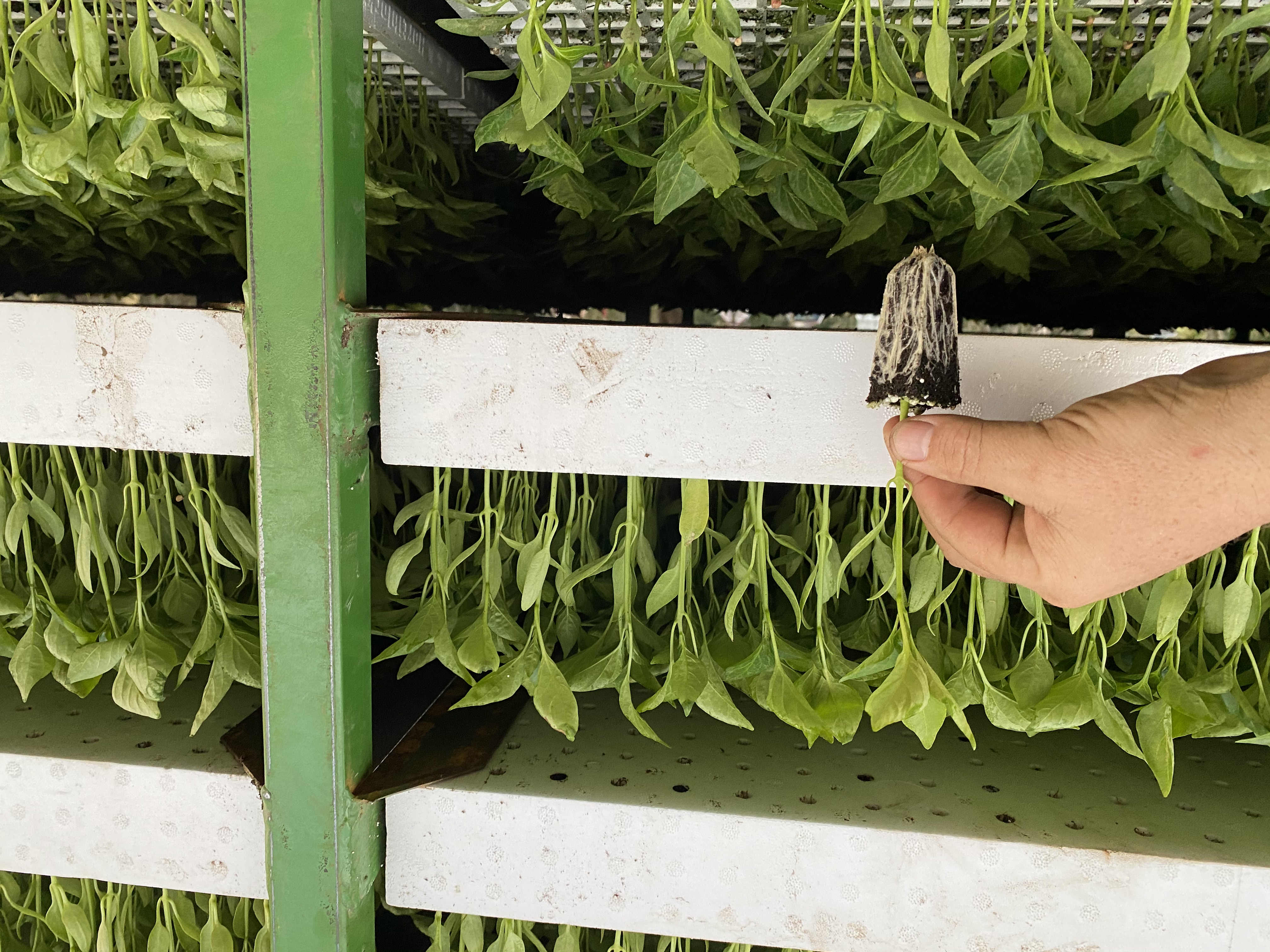 Photo of our plants and operations